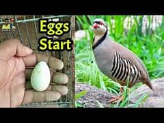 qandari chakoo eggs