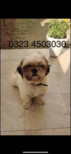 Female Shihtzu For Sale