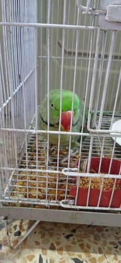 Raw parrot male