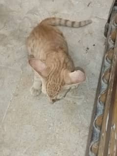 1 cats for sale