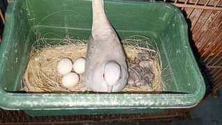 China Dove confirm breeder pair available