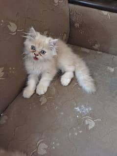 cute and fluffy kittens available