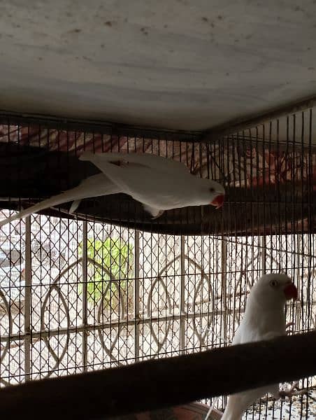 white Ringneck 5