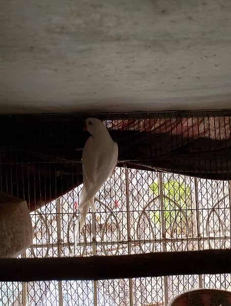 white Ringneck 6
