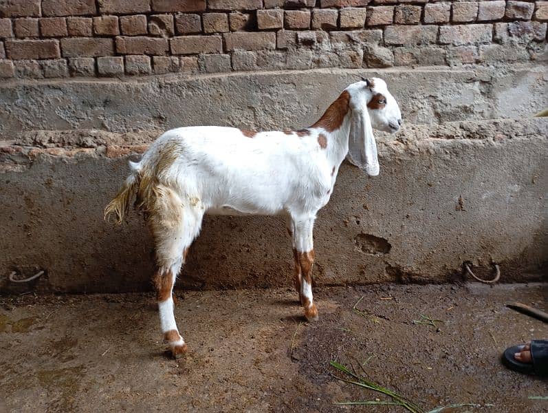 male female goats for sale 11