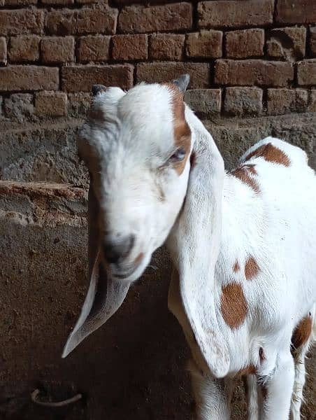 male female goats for sale 12