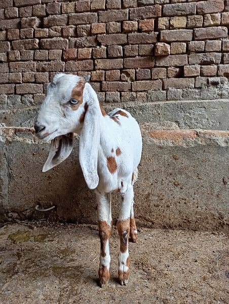 male female goats for sale 15