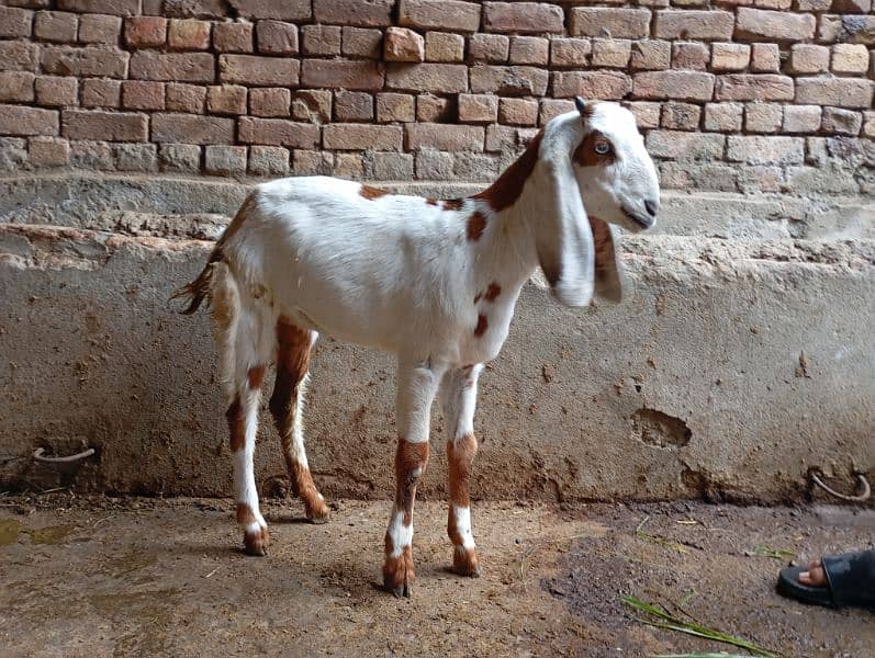 male female goats for sale 16