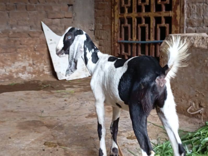 male female goats for sale 17