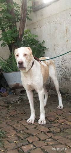 Female albai shepherd