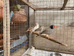 Zebra Finches