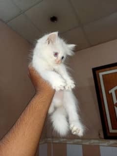 blue eyes, persian fluffy kitten