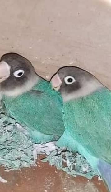 Lovebirds ( 0322-8613002) 1