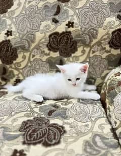 Persian double coat kitten odd eyes