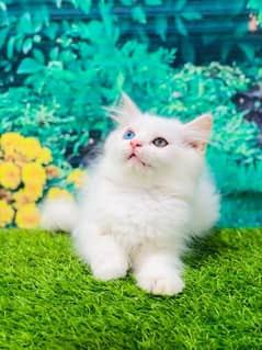 Persian cat and kittens