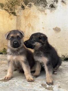 German sheperd puppies