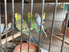 Breeder Australian parrots