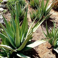 Aelovera plant