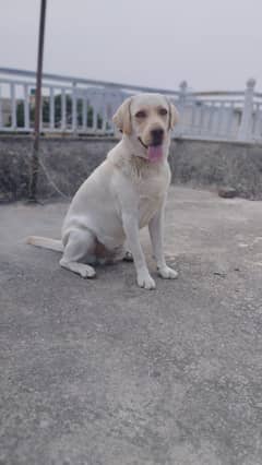 Male dog Labrador for sale