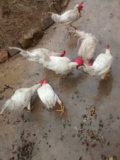 7 white murge