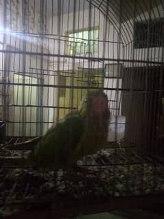 Green ringneck Full covered Chick