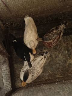 ducks for sale