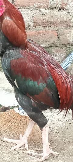 Aseel male hen