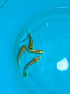 quality koi fish in different sizes 0