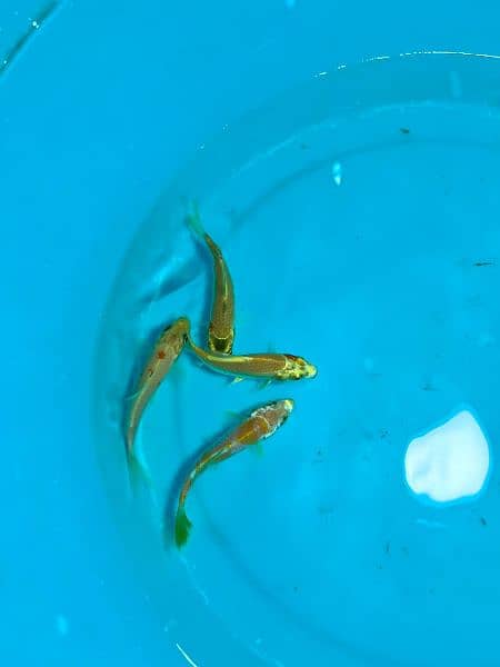 quality koi fish in different sizes 0