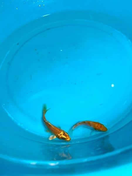 quality koi fish in different sizes 2