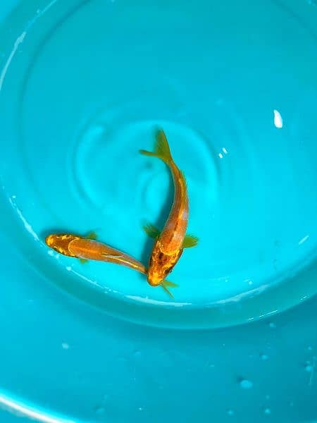 quality koi fish in different sizes 10