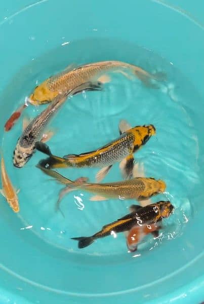 quality koi fish in different sizes 16