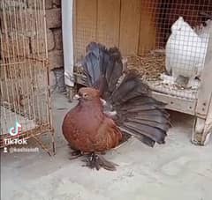 American Fantail,breeder pair