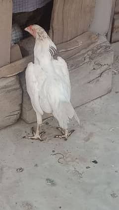 white aseel hen for sale