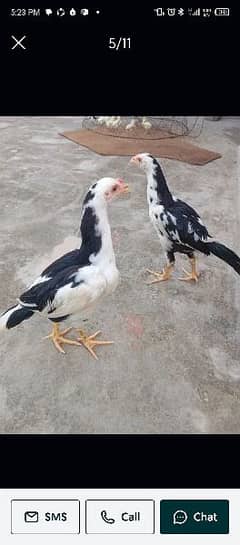 Top Quality Aseel Breeders/Pure aseel/Quality Hen/45 Pieces Available