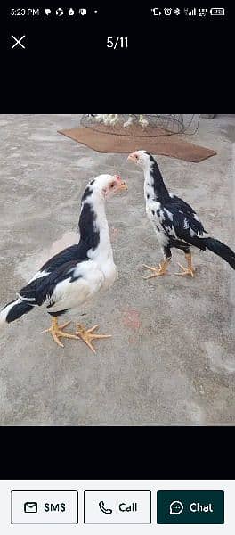 Top Quality Aseel Breeders/Pure aseel/Quality Hen/15 Pieces Available 0