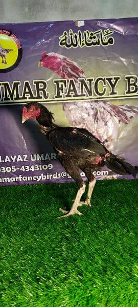 Top Quality Aseel Breeders/Pure aseel/Quality Hen/15 Pieces Available 1