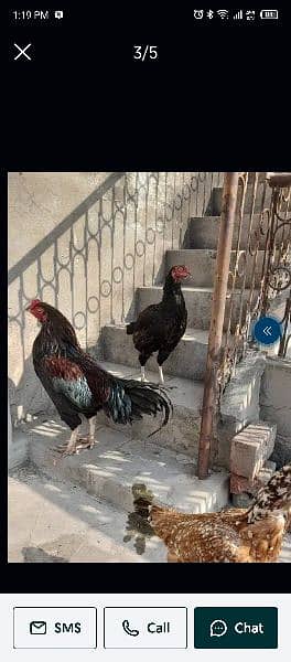 Top Quality Aseel Breeders/Pure aseel/Quality Hen/15 Pieces Available 15