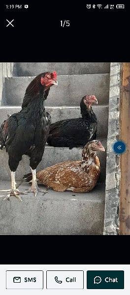 Top Quality Aseel Breeders/Pure aseel/Quality Hen/15 Pieces Available 16