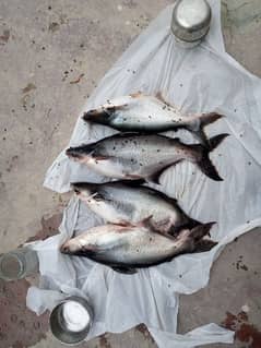 Pangasius Fish. Vietnam species