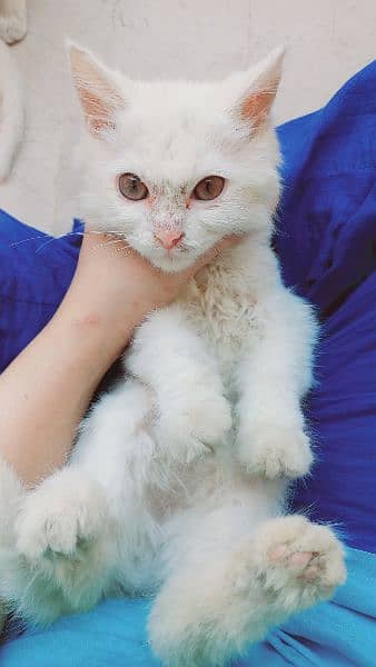 persian Male kitten for sale in faisalabad 1