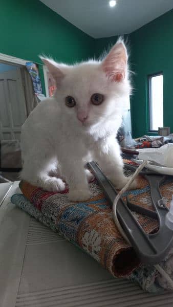 persian Male kitten for sale in faisalabad 3