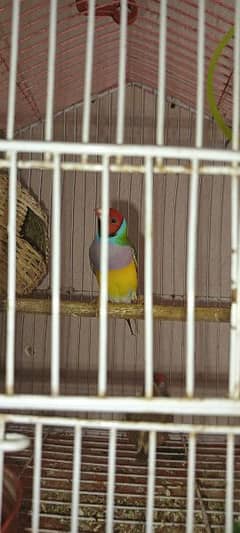 gouldian