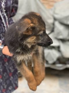 German Shafered Puppy