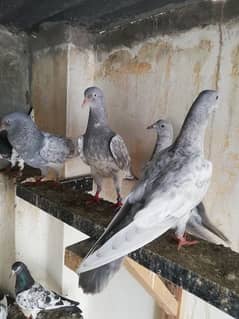 Quality kameger pigeon in Lahore cargo avaliable 0.3. 0.8. 4.8. 8 8.6. 9.0