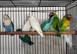 Love birds breeder 6 pc