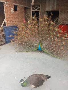 Peacock