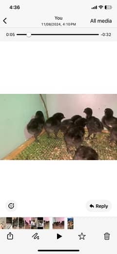 ayam cemani day old chicks