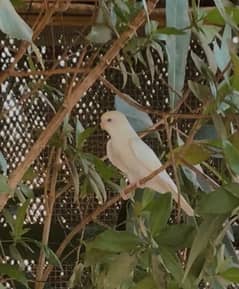 Budgies breeder pair