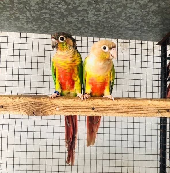 conure red factor breeding pair 0